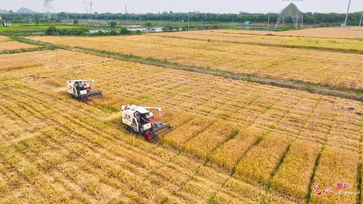 "稻麦轮作"提产量_小麦_王正_图片