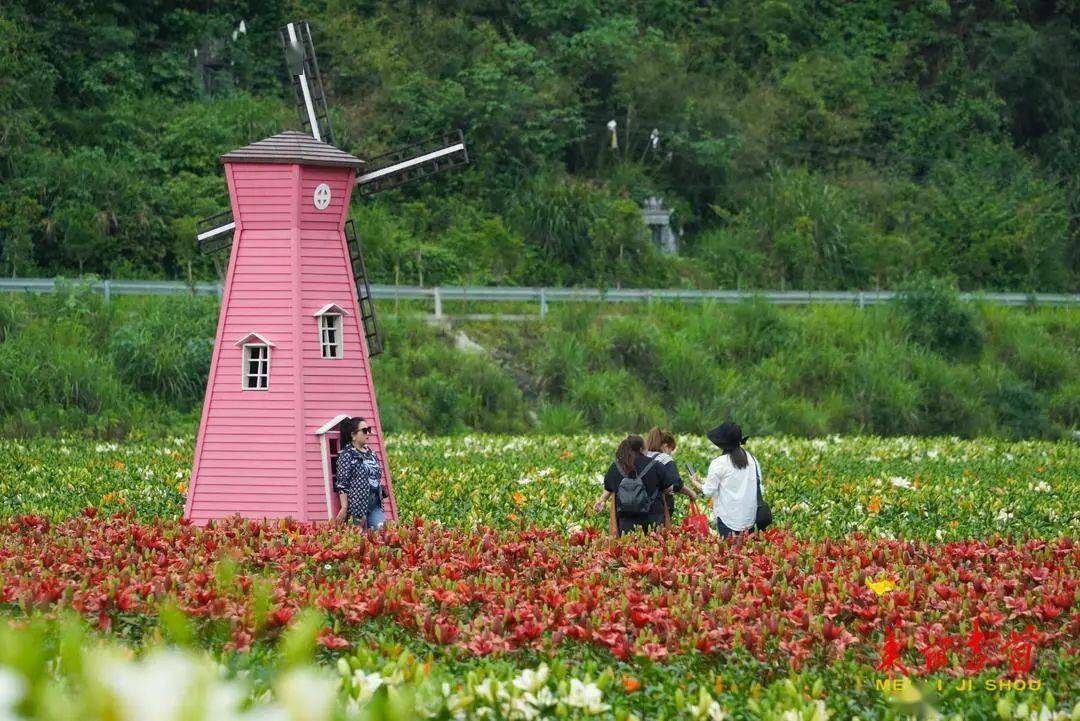 花海夢幻水晶,卡薩布蘭卡,暴風雪……近百畝百合花競相綻放在矮寨鎮巖