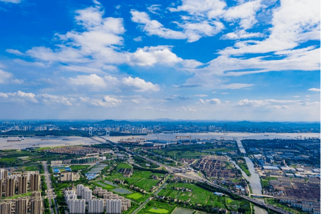 我们又飞回靖江了…极危物种黄胸鹀组团现身马洲岛_生态_观测_生物