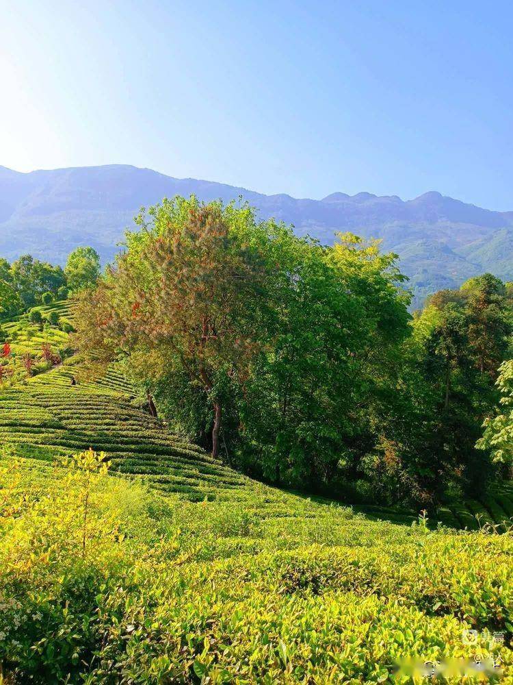 正时谷雨时节,也是茶农最忙的节气,茶树在经历一个冬季涵养后,在春风