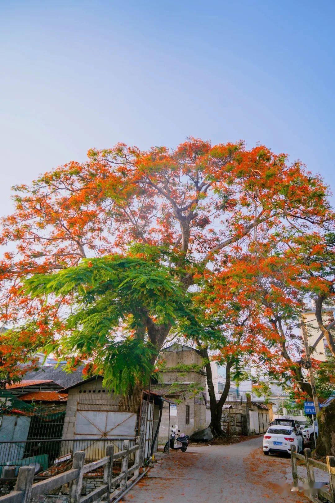 芒市市花图片