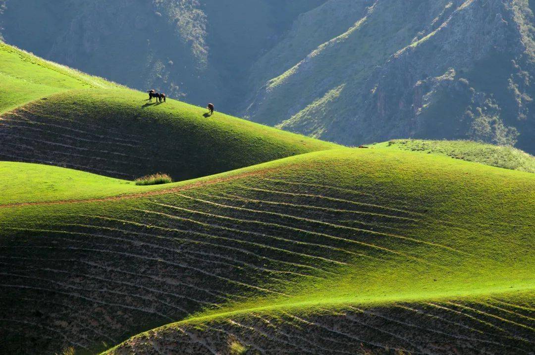 4月-6月是最好的赏花季,从4月初顶冰绽放的野百合到6月下旬的阿
