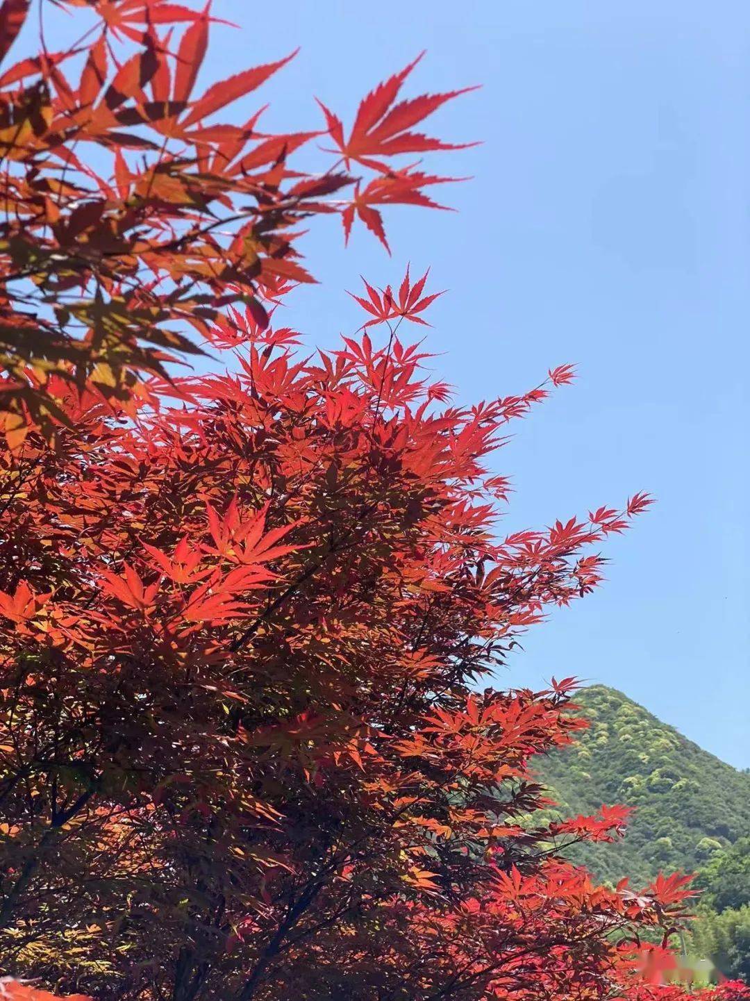 马岭古道纵情溪水边逛美丽的茆坪石舍古村 咖啡茗茶