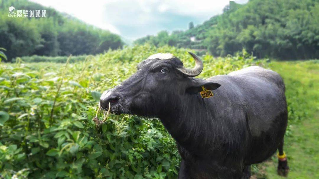 把育学园公众号设为星标99