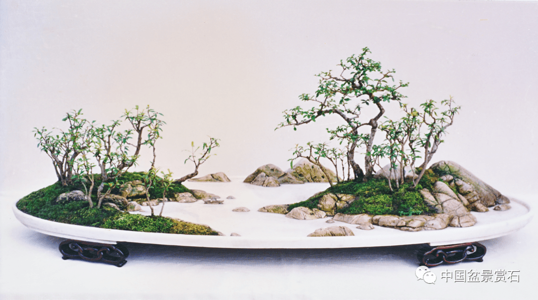 张志刚:重温赵庆泉水旱盆景,向经典致敬!_因为_中国_作品