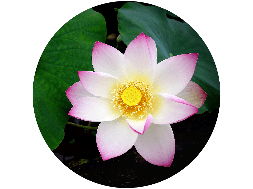 我用手掰开苹果,发现苹果芯竟有一个八瓣莲花陀罗样的立体呈现,心喜至