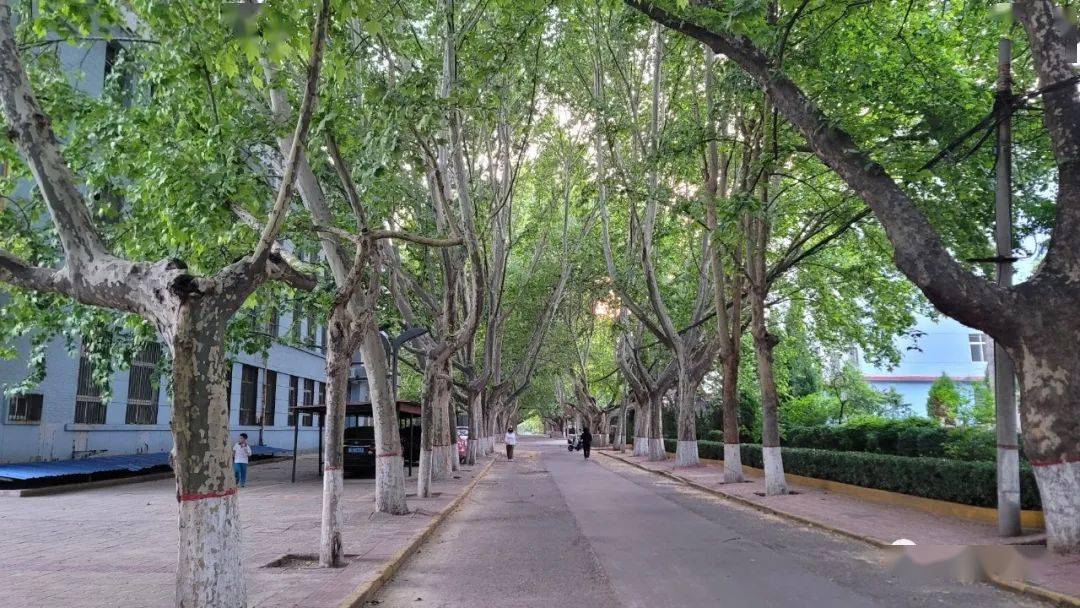 初夏的山西师范大学临汾老校区是什么样子?
