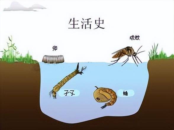 蚊子进化过程图图片