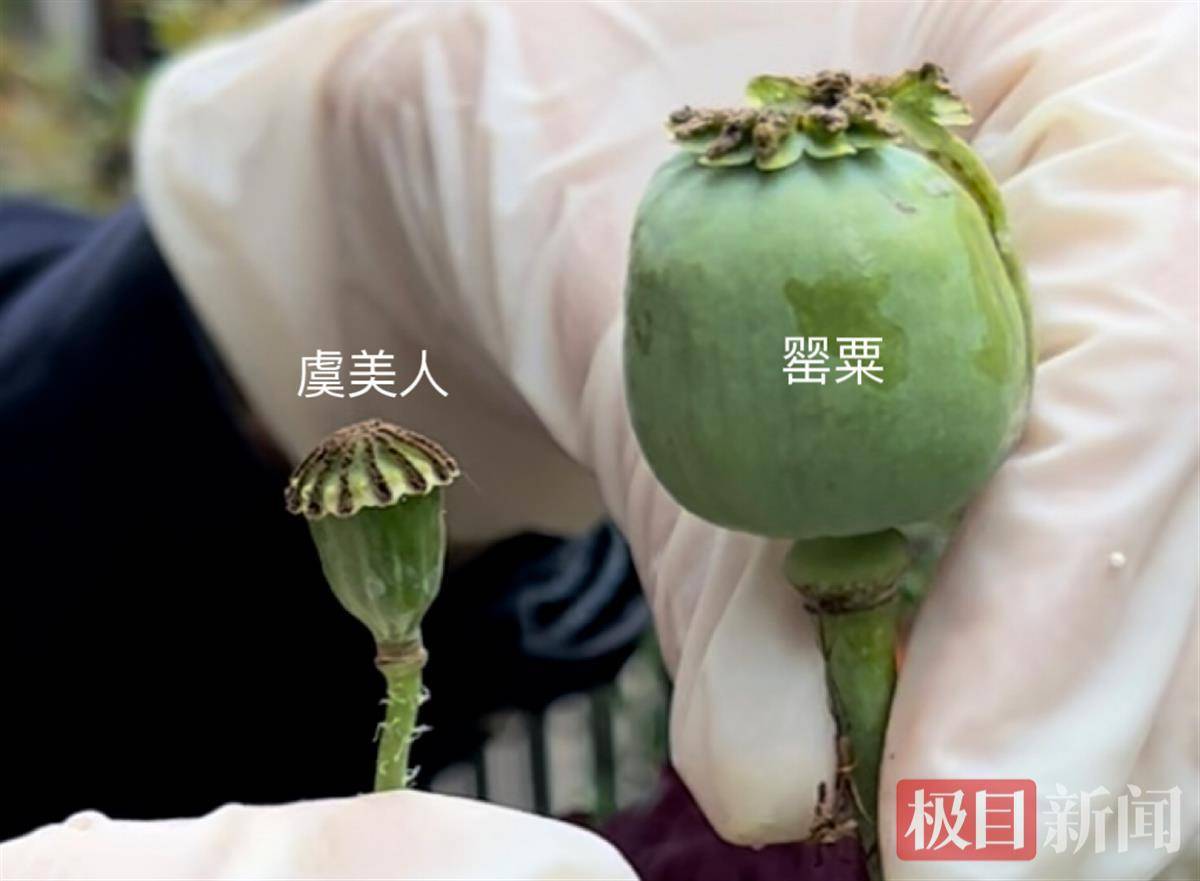 应城警方告诉你怎样区分辨别虞美人和罂粟