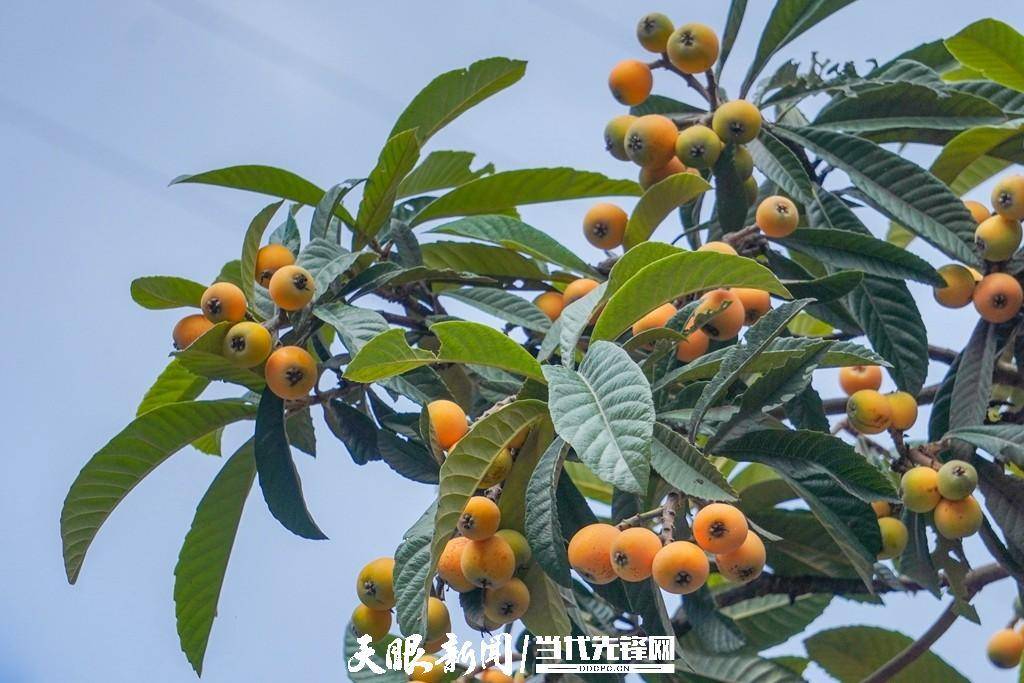 剑河县镇江村大五星枇杷丰收上市_村民_发展_水果