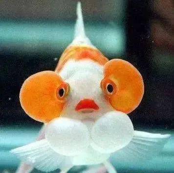 【课程故事】"鱼"你有约——东升幼儿园大二班课程故事_金鱼_小鱼