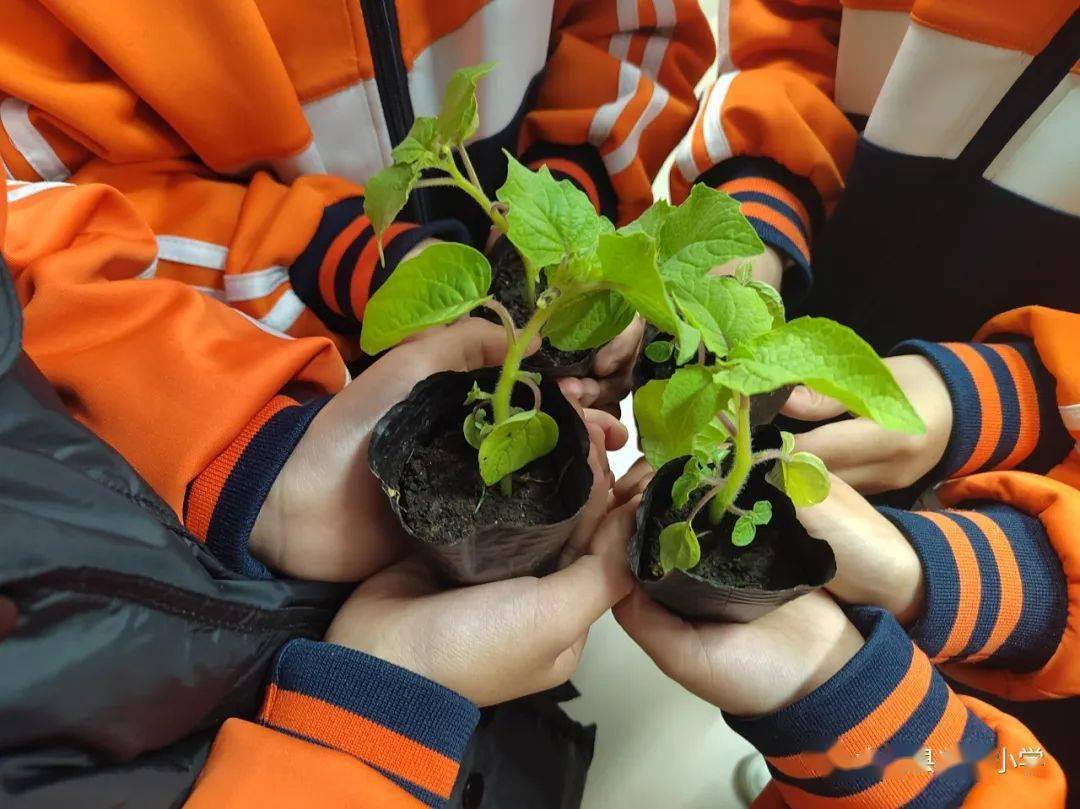 【兆麟劳动】劳动励心智·实践促成长——兆麟小学劳动基地蔬菜种植篇
