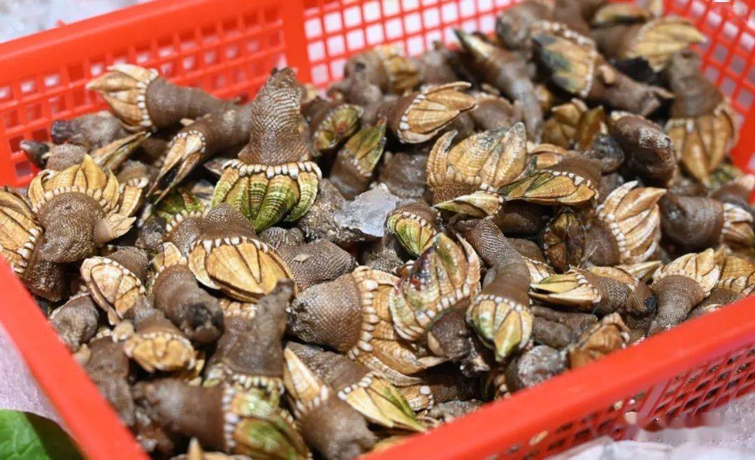 (笔架)▲(帝王蟹)▲(小目刷)▲(波士顿大龙虾)