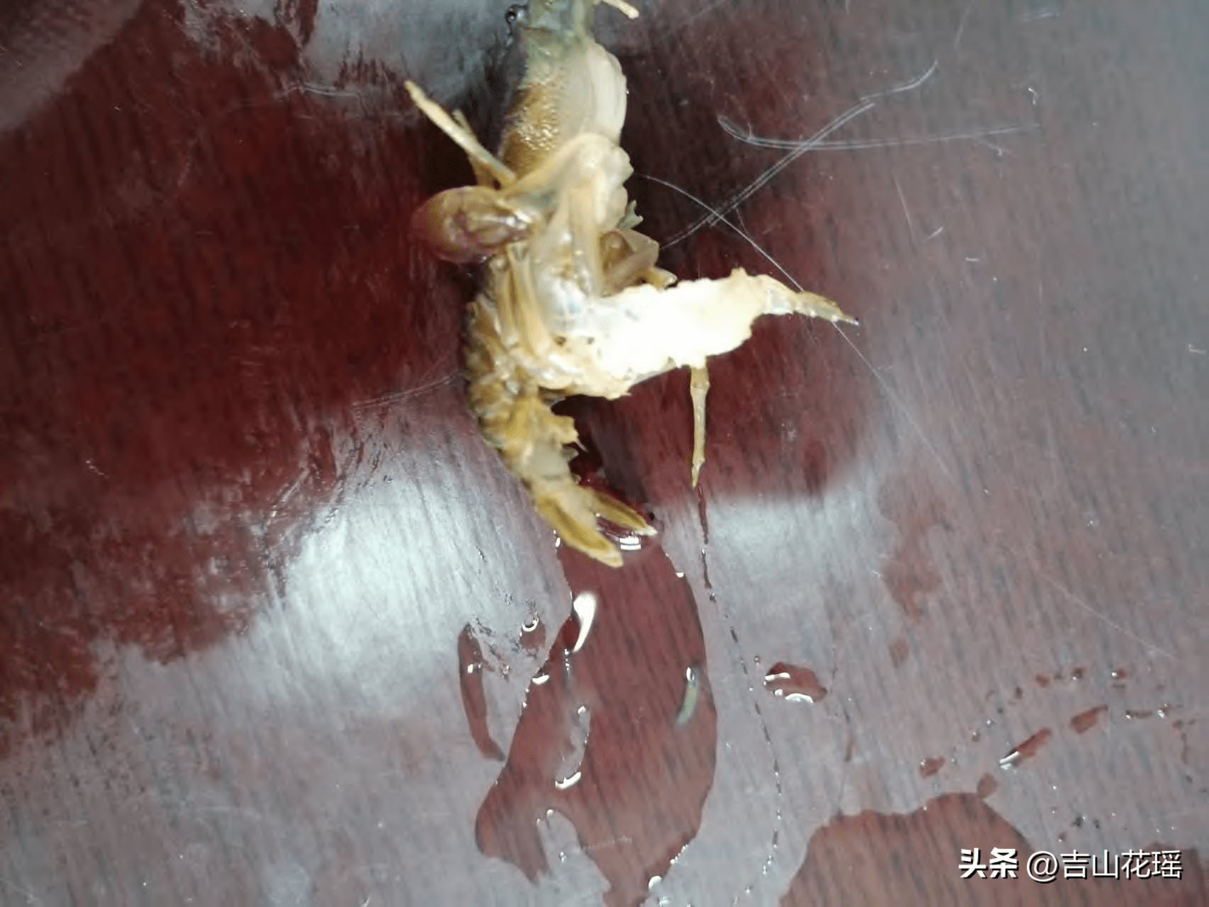 东北蝲蛄室内人工养殖病害防治_涡虫_死亡_霉病