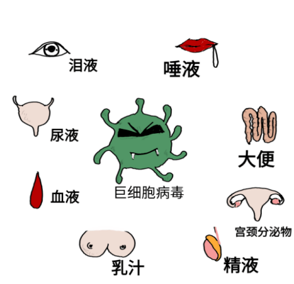 巨细胞病毒的具体传播方式神出鬼没,但推测主要为基于体液的接触性