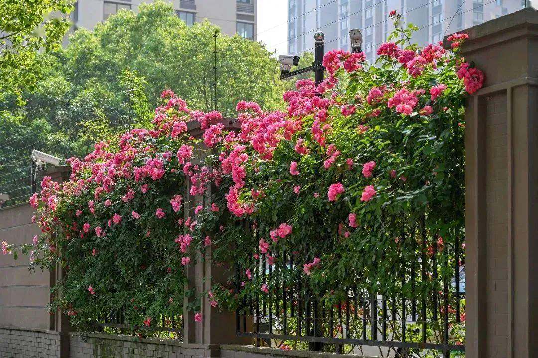 美!4800米的月季花墙盛放,就在浦东_绿化_建设_社区