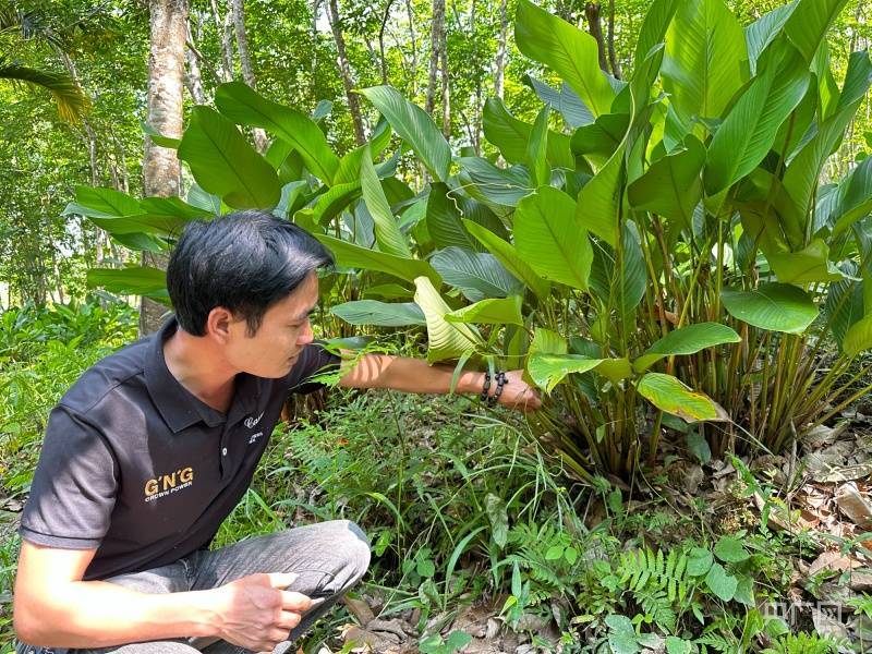 高质量发展看海南丨屯昌县芽石铺村:淡淡粽叶香 片片"致富叶"