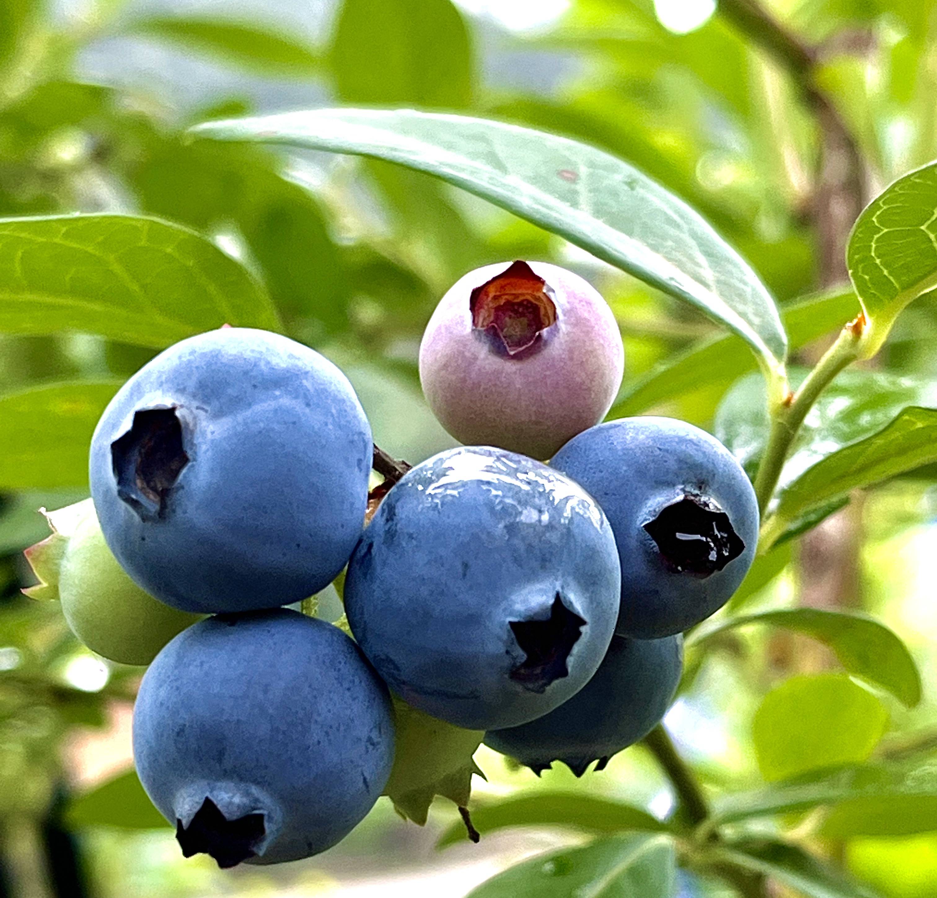 麻江:8万余亩蓝莓丰收上市 年产值将达72亿元