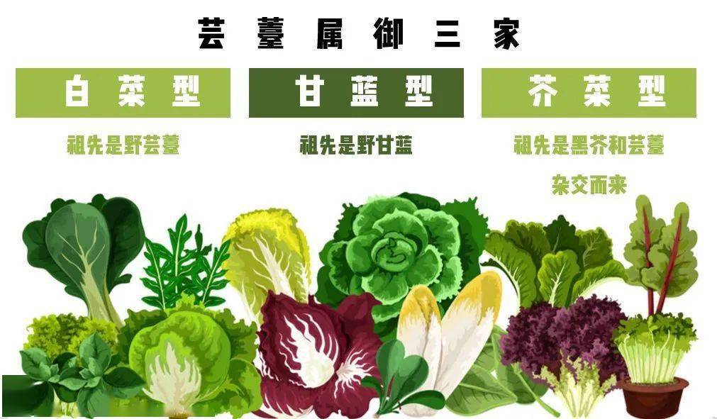 白菜苔 区别图片