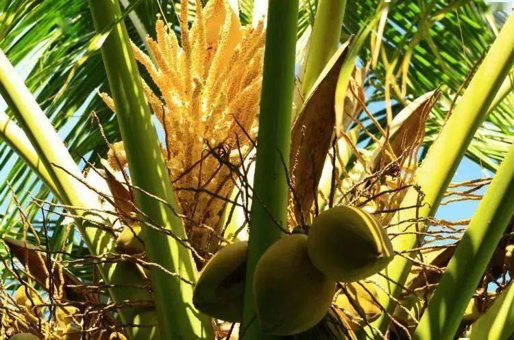 咱们干脆就搬出世界上最大的种子——海椰子,虽然都叫"椰子",但海椰子