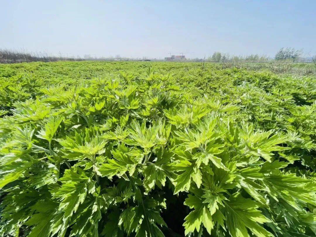 卓护自有千亩艾草种植基地,精选种植基地九尖大艾叶