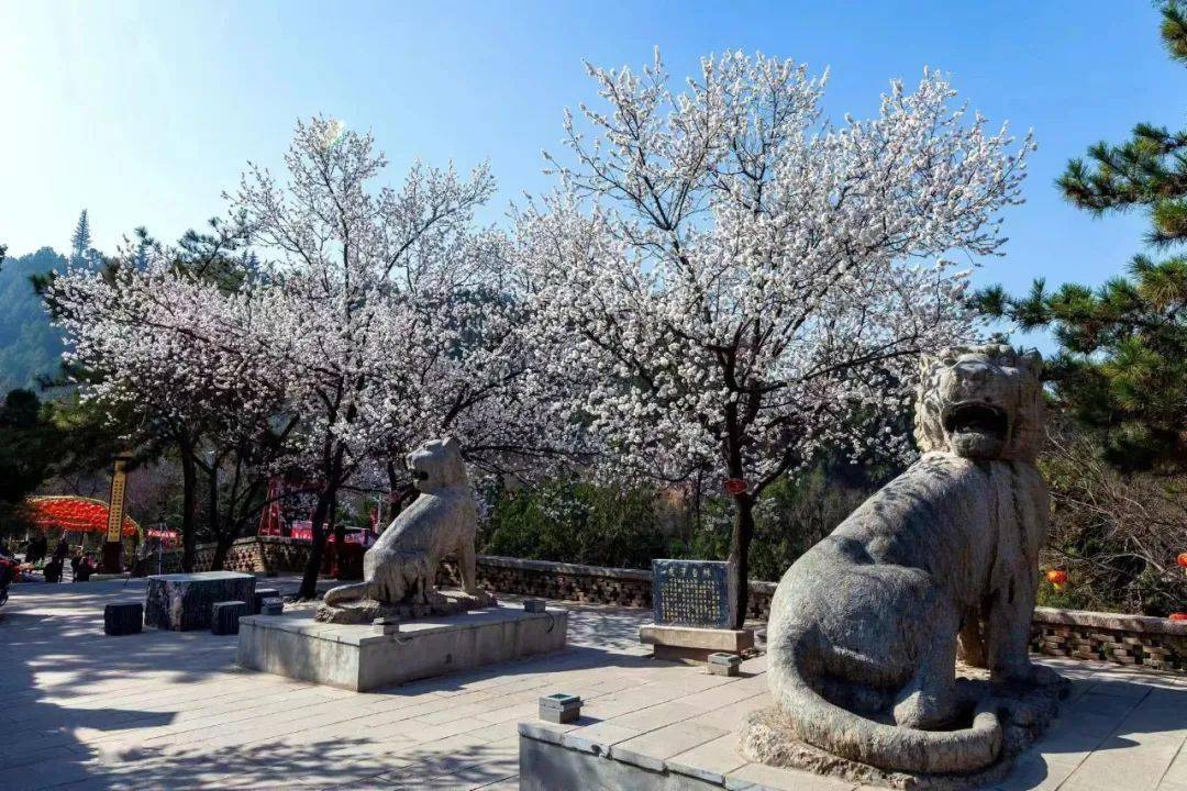 药王山的松柏常青 | 侯武鹏_铜川_文化_摄影家协会