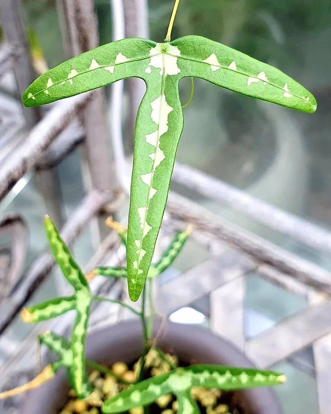 世界上竟有如此不正经的叶子,开眼界了!_photo_by_苍角