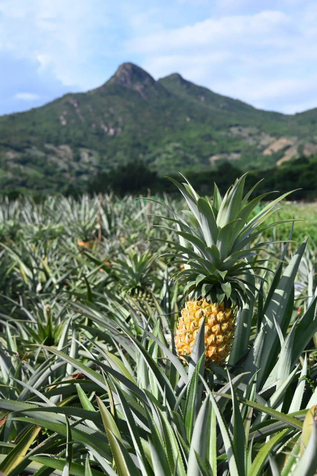 菠萝_神湾镇_游客