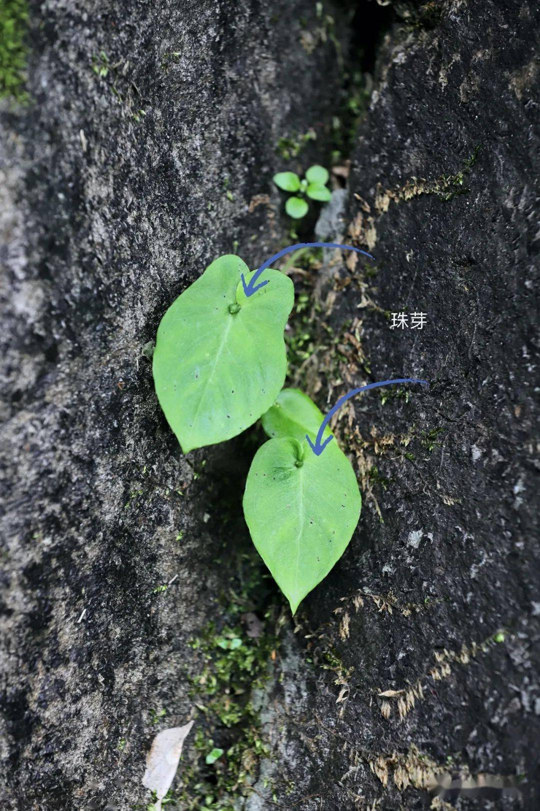 比如獨龍珠,蛇珠,巖珠,一粒珠,水滴珠,一滴珠,和滴水珠一樣,主要強調