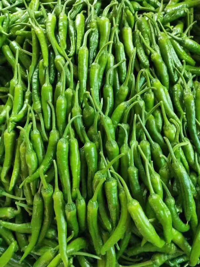 辣椒中的贵族——樟树港辣椒最高卖300元一斤!底气到底在哪里?