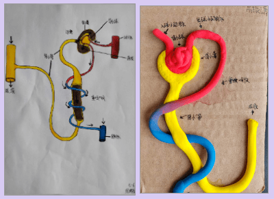 肾单位模型图图片