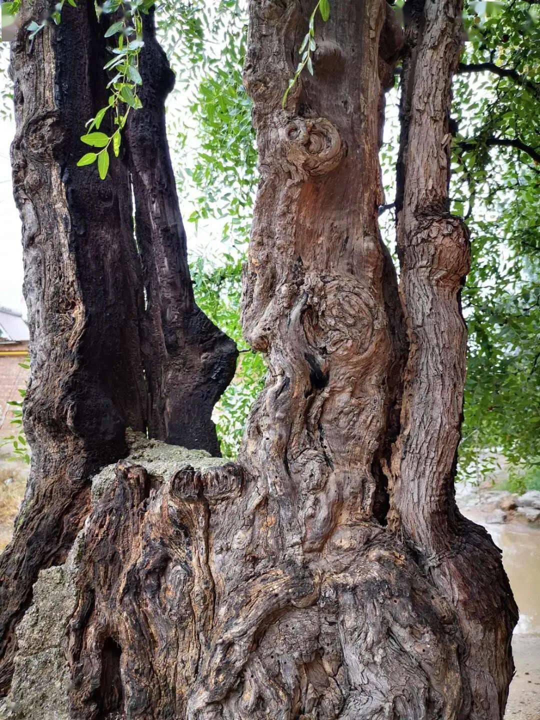 铮铮铁骨直刺青天,残存部分好像两柄利剑,古树树心被烧空,这张构图挺