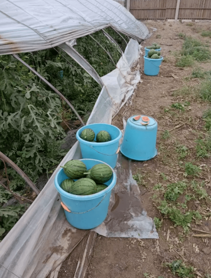 大兴瓜农都能在这免费展示_庞各庄镇_大兴区_果园