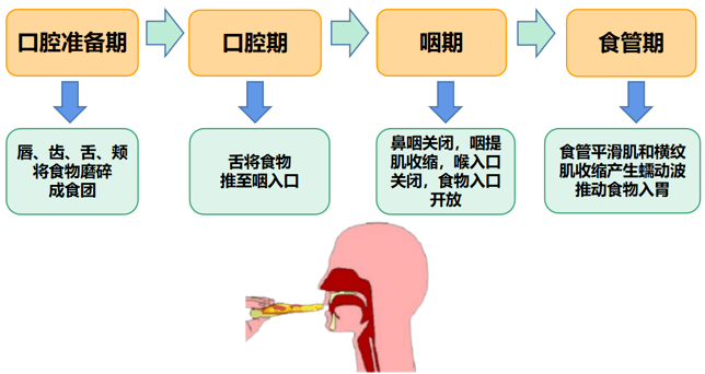 吞咽障碍贴的位置图图片