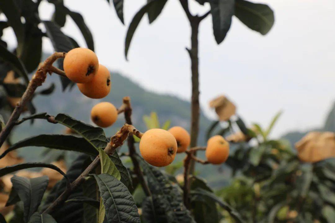 开阳南江富硒枇杷大规模成熟了!采摘要抓紧!_寨村_苗寨_种植园