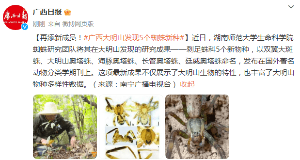 再添新成员！广西大明山发现5个蜘蛛新种_奥塔_生命_研究