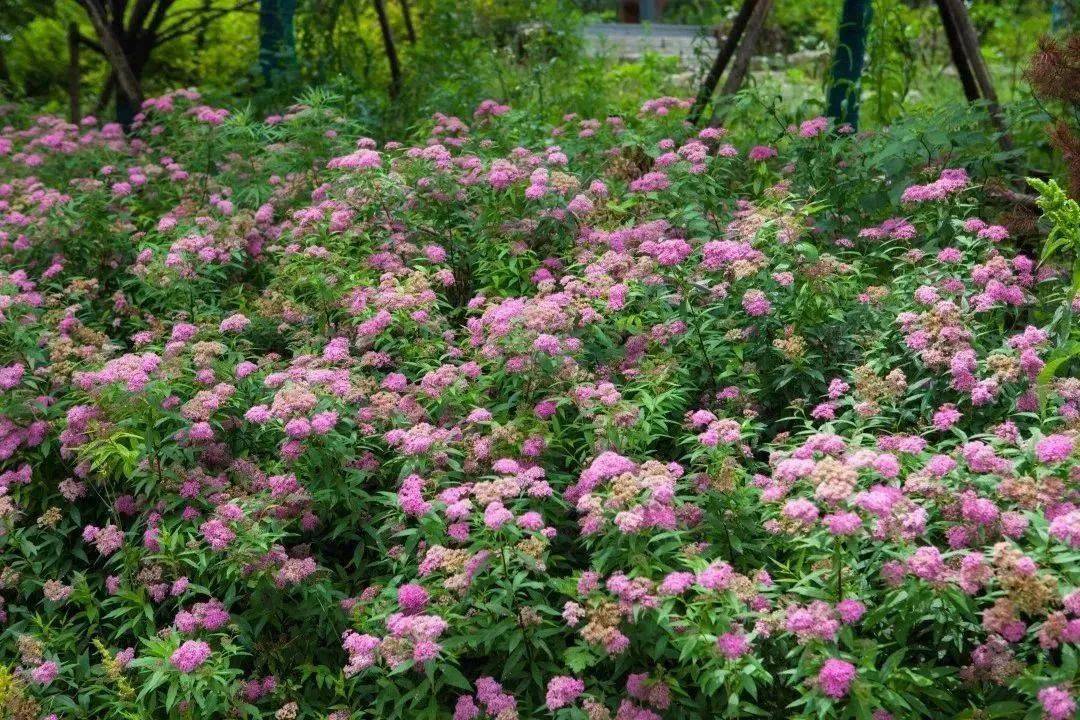 粉花绣线菊花朵形态小巧,颜色可爱夺目用手轻轻抚摸,还有软软的触感"