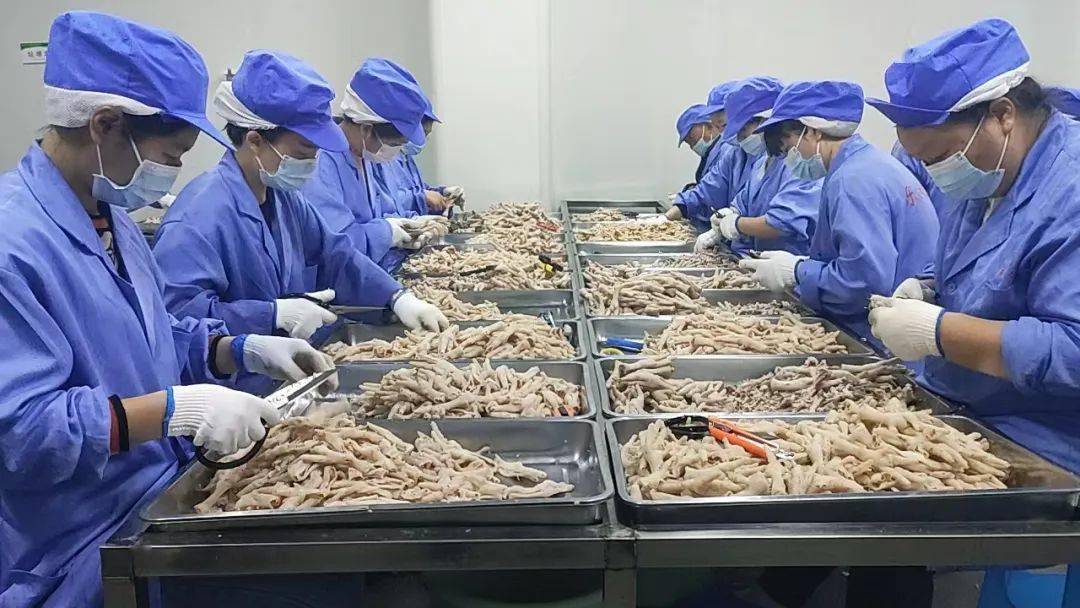 井研鸡爪"小升企" ,走出多方共赢新路子_加工_蔡雨兵_小作坊