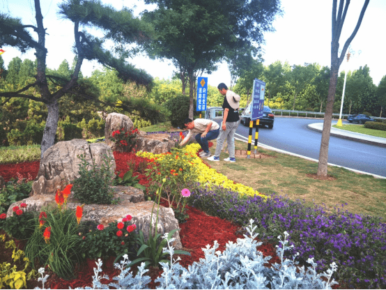 以造型黑松为背景,围绕7块景观石,主要配置植物有康乃馨,彩叶杞柳