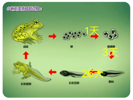 小蝌蚪尾巴变短图片图片