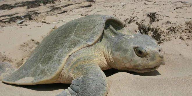 大西洋丽龟,是丽龟属中现在依然存活着的两种海龟之一,另一种是榄衟龟