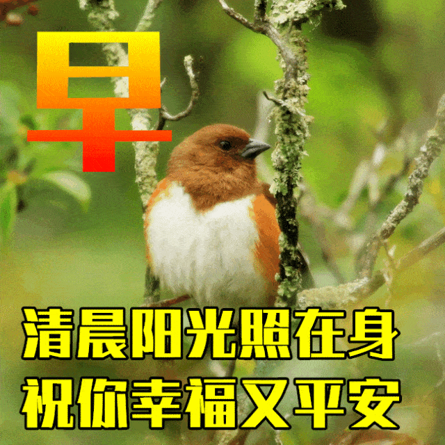 早安! 早安!亲爱