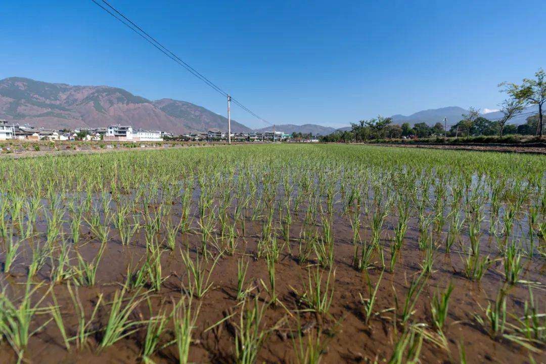 洱源县右所镇:22000亩绿色水稻移栽工作全面展开_种植_进行_村民