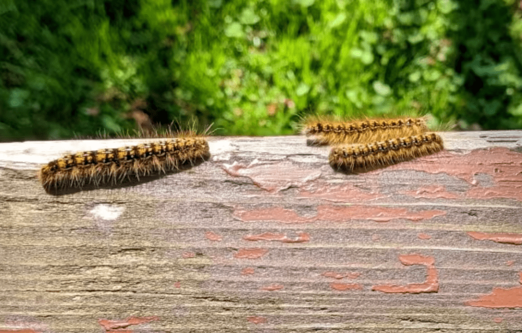 bc省热门度假地毛毛虫泛滥!