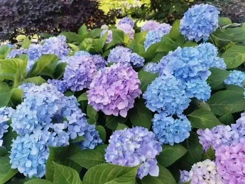 9元享周浦花海景区大门票【早鸟票】,39.