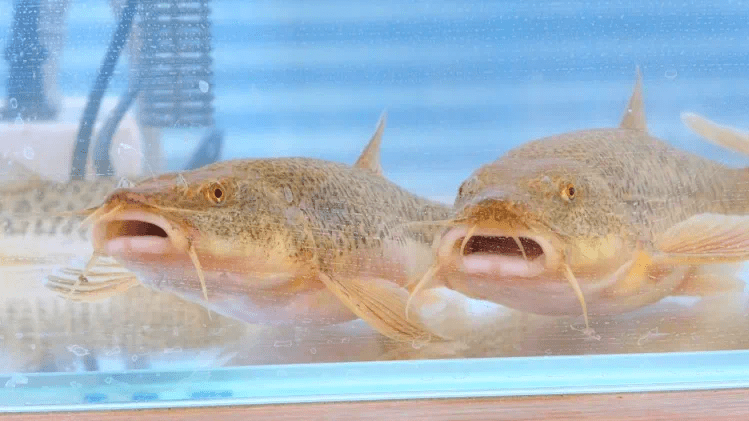 大鳍鼓鳔鳅俗称大头鱼,是额济纳旗特有的一种本土大型鳅科鱼类,最大