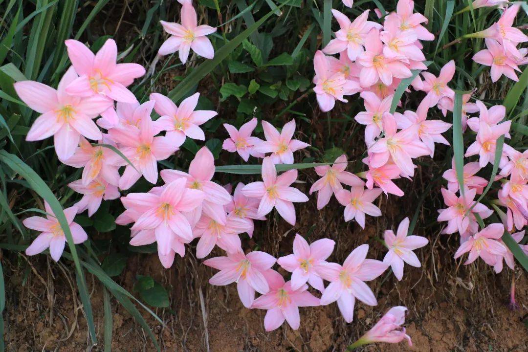 保山| 水仙花 粉色浪漫的邂逅_施甸县_山野_一大