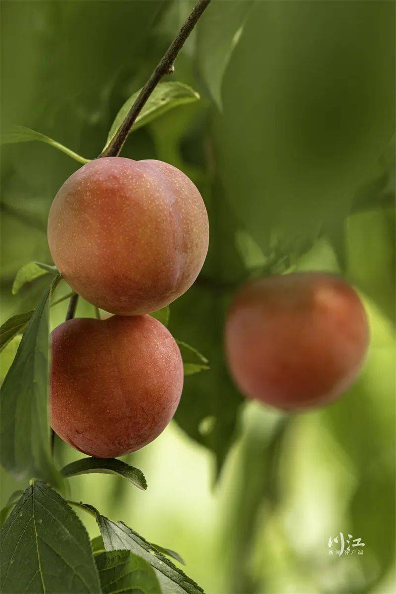 关注|神奇!泸州有片李子林,一棵树能结出苹果,桃子,山楂等6种口味李子