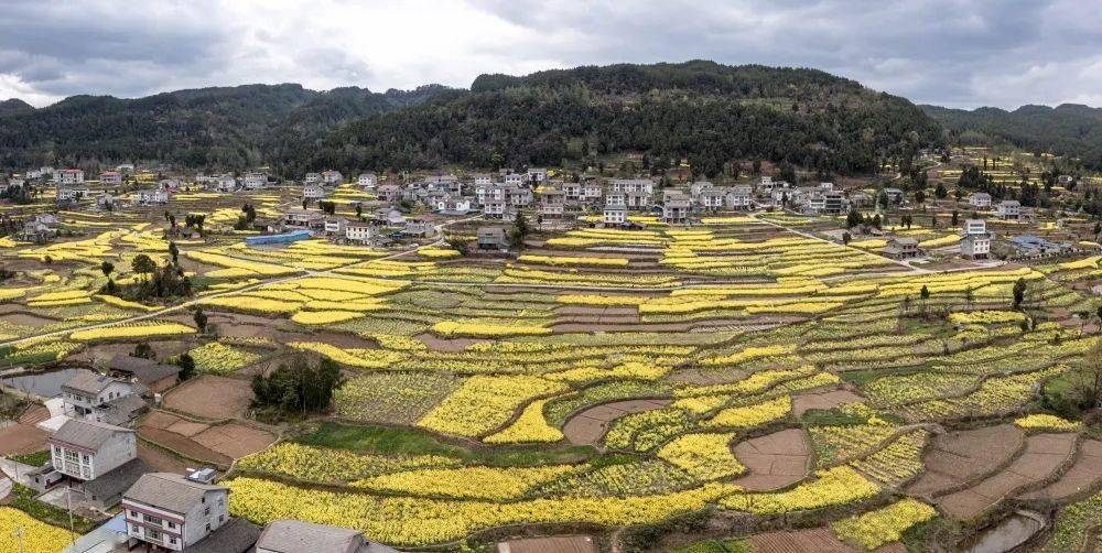 蒼溪人拍蒼溪|高坡菜花黃_福鸞_趙洪文_油菜