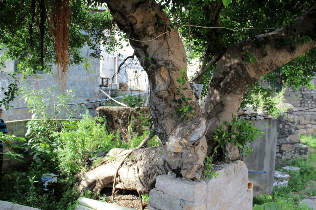 古树名木 | 004笔管榕_cm_椭圆形_雌花